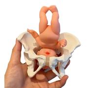 Mini modèle de bassin féminin, hanche mobile et os pelvien, aide pédagogique à rotation pliable, modèle d'anatomie for l'accouchement, démonstration des techniques de sage-femme.