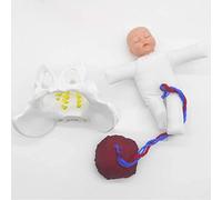 Mini Modèle De Poupée D'accouchement Avec Placenta De Cordon Ombilical De Foetus-avec Le Bassin Féminin Et Le Modèle De Formation De Sage-femme De Bébé Pour L'affichage D'étude Modèle Médical D'