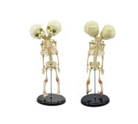 Mini modèle de squelette de foetus 15 "étude anatomique de crâne double conjoint-1pc