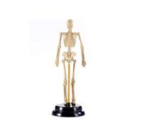 Mini modèle de Squelette Humain for l'apprentissage de l'anatomie, modèle d'enseignement du Squelette d'assemblage en PVC