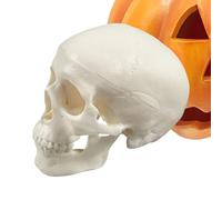 Mini modèle de tête de mort, accessoire de tête de squelette réaliste, affichage éducatif, 9,5 x 7,5 x 6,5 cm, petite taille pour bureau ou étagère, décoration idéale pour Halloween, apprentissage en
