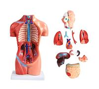 Mini Modèle De Torse Anatomique Humain De 42 Cm, Corps Anatomique pour l'enseignement, Ensemble D'outils, 18 Pièces, Asexué