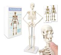 Mini modèle squelette humain pour anatomie, 45 cm (45 cm), bras et jambes mobiles à base de plastique pour l'enseignement médical, l'apprentissage, l'éducation, l'écran, cadeau