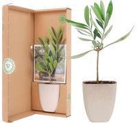 Mini-olivier dans une boîte aux lettres - Hauteur env. 15cm - Plante méditerranéenne d'intérieur et de balcon - Pot durable - Dépliant d'entretien inclus - Idée de cadeau