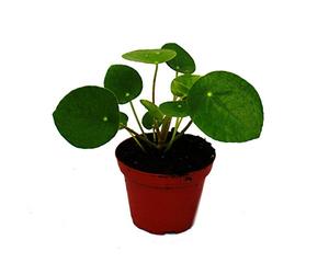 Mini - Pilea peperomioides - Chinese money tree - belly button plant in 5.5cm pot