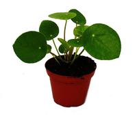 Mini - Pilea peperomioides - Glückstaler - Arbre à monnaie chinois - Plante à nombril en pot de 5,5cm