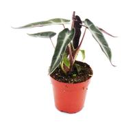 Mini-Plant - Alocasia - Feuille de Flèche - Idéal pour les petits bols et verres - Baby-Plant dans un pot de 5,5 cm