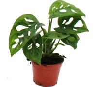 Mini-Plant - Monstera Monkey Mask - Feuille de fenêtre - Idéal pour les petits bols et verres - Baby-Plant dans un pot de 5,5 cm