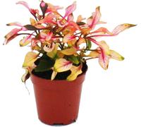 Mini-Plante - Alternanthera dentata - Manteau de Joseph - Feuille de perroquet - Idéal pour les petits bols et verres - Petite plante en pot de 5,5 cm