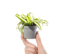 Mini Plante Araignée Chlorophytum Variegatum Plante d'intérieur à feuilles persistantes
