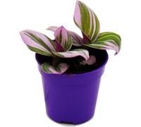 Mini Plante - Fleur de Trois Mâts - Tradescantia "Nanouk" - plante d'intérieur suspendue facile à entretenir - pot de 5,5cm