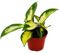 Mini Plante - Hoya carnosa tricolor - Fleur de porcelaine - Idéale pour les petites coupes et les verres - Baby-Plant en pot de 5,5cm