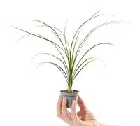 Mini Plante Pied d'Élephant Arbre Bouteille Beaucarnea Recurvata Petite Plante d'intérieur Exotique