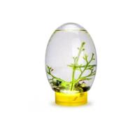 Mini poisson de bureau fermé écosystème aquatique transparent multi-usages boîte d'alimentation amphibien petit I5k7
