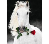 Mini poster Chevaux Lipizzan avec rose