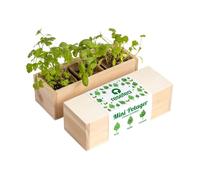 Mini potager d'herbes aromatiques
