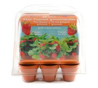 Mini-serre 6 pots fraisier