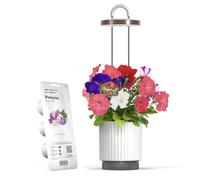 Mini Smart Garden Hydrovase, Kit avec Capsules Pétunia Click & Grow, Blanc