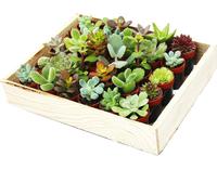Mini succulentes 3,5cm pot - boîte en bois avec 30 plantes