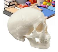 Mini tête de mort anatomique - Petite tête de squelette réaliste | Outil d'enseignement | Outil d'enseignement | Affichage d'anatomie pour salle de classe, décoration d'intérieur, aide à
