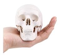 Mini tête de mort, os anatomiques médicaux humains, de petite taille, os de tête adulte pour l'éducation