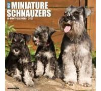 Miniature Schnauzers 2026 Wall Calendar