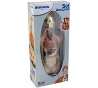 Miniland Educational - Ensemble d'anatomie G