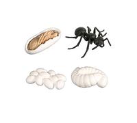 minkissy 1 Ensemble Figurines Animales Décoration Éducative Cycle de Vie des Fourmis pour Garçon Fille et Adultes pour Projets Créatifs et