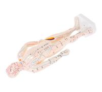 minkissy Mannequin de Points D'acupuncture Humain en Plastique Localisation Précise des Points, Taille Réelle, pour Apprentissage et Démonstrations en Classe