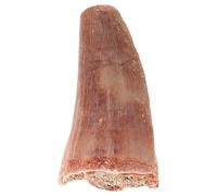 minkissy Modèle de Dent de Dinosaure Préhistorique Haute Fidélité pour Décoration et Accessoire Éducatif Salle de Classe Outil Exposition et Apprentissage Paléontologique