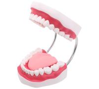 minkissy Modèle Pédagogique de Dent Humaine 5-6 Fois Taille Naturelle avec Mâchoires, Gencives et Langue, Modèle de Typodont Réaliste pour Enseignement D’hygiène Bucco- et Pratique