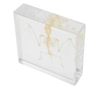 minkissy Spécimen Authentique de Squelette de Chauve-souris en Acrylique pour Exposition et Collection, Décoration Unique pour Maison et Recherche Scientifique