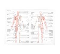 Mipcase Affiche Humaine Muscles Squelettiques Poster Éducatif Corps Peinture Enseignement