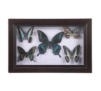 Mipcase Cadre Butterfly Naturel en Bois 12 Pouces Multicolore, Cadre Photo DIY pour Décoration Murale et Célébrations