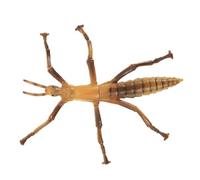 Mipcase Jouet Insecte en Plastique Éducatif Bâton Simulé Réaliste pour Garçon et Filles Accessoire pour Jeux Imaginatifs Récompense ou Présent Jouet Domestique pour Apprentissage