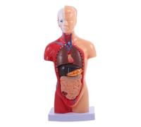 Mipcase Modèle Anatomique Du Torse Détachable pour Enseignement Outils Éducatifs Scolaires avec Amovibles pour Comprendre Corps Couleur Aléatoire Couleur Aléatoire