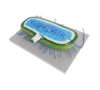 Mipcase Modèle Bactérien Réaliste pour Enseignement Aide Pédagogique Microbiologie Modèle Cellulaire Bactérie avec et Flagelle Support Étude Biologie