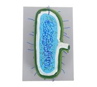 Mipcase Modèle Cellule Animale Agrandie Interactif avec Organites Détaillés pour Enseignement Biologie Classe