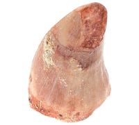 Mipcase Modèle de Dent de Dinosaure Fossilisée Éducatif pour Démonstration Classe Curiosité Préhistorique de Collection et Exposition Expertise