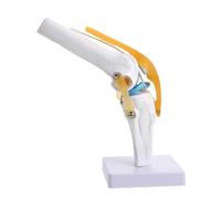 Mipcase PVC Léger avec Ligaments Fonctionnels pour Enseignement Médical et Illustration des Gestes