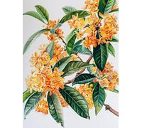 MIRONS 11CT Cross Stitch Embroidery Starter Kit, Fleurs Kit de Couture à la Main Canevas Broderie Point de Croix Kit Complet Adulte Debutant 40x50cm