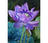 MIRONS 11CT Kits de Point de Croix Estampé Bricolage, Fleurs Kit Canevas Complet Avec Fils au Point de Croix, Broderie Point de Croix Kit Adulte Debutant 40x50cm