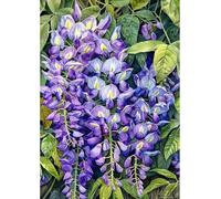 MIRONS Diamond Painting Broderie, fleurs Diamant Peinture Kit Complet en Perle Diamant a Coller Accessoires 40x50cm