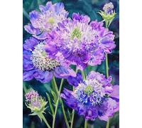 MIRONS Diamond Painting Kits Complet, fleurs Peinture Diamant 5d Broderie, Painting Strass pour Home Wall Decor 40x50cm