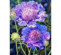 MIRONS Kits Broderie Point de Croix, Fleurs Point de Croix Kit de Broderie Imprimé 11CT DIY Kit de Démarrage de Broderie 40x50cm