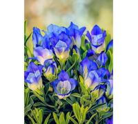 MIRONS Point de Croix Kit Complet Estampé, Fleurs 11CT Kits de Point de Croix Estampillés Gamme Complète de kits de Démarrage de Broderie pour Débutants DIY 40x50cm