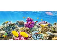 MIRRORANG 120x50cm Fond d'aquarium Non Marin Corail coloré Poisson Tropical Monde sous-Marin Fond de réservoir de Poissons Fond de Vinyle Durable