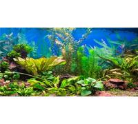 MIRRORANG 120x61cm Fond d'aquarium Plante Aquatique lit de rivière et lac Fish Tank Affiche Toile de Fond Fond Vinyle Fond