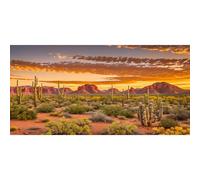 MIRRORANG 180x61cm Coucher de Soleil Lueur Reptile Terrarium Aquarium Fond désert Cactus Paysage Fish Tank Fond Barbu Dragon Vivarium Fond Vinyle