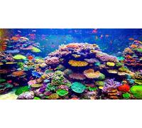 MIRRORANG 91x41cm Fond d'aquarium à thème sous-Marin Fond en Vinyle Durable Fond de réservoir de Poissons du Monde sous-Marin Corail coloré